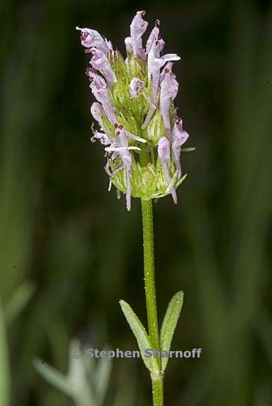 plectritis ciliosa 4 graphic